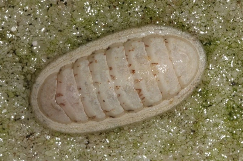, Ischnochiton bergoti, Ischnochiton bergoti