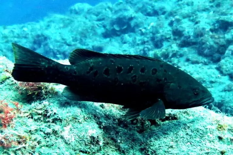Island Grouper – Mycteroperca fusca