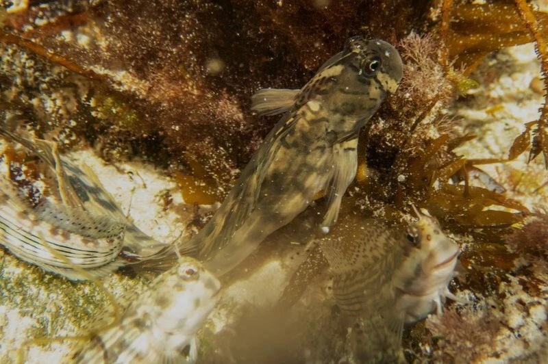, Istiblennius steindachneri