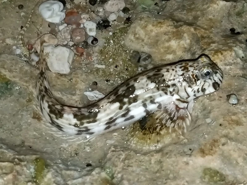 Pallid rockskipper, Pallid Rockskipper - Istiblennius unicolor, Istiblennius unicolor