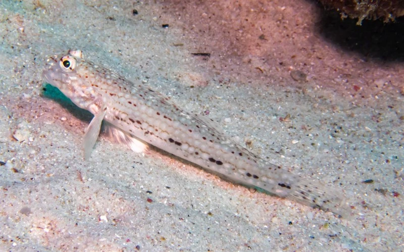Decorated goby, Decorated Goby, Istigobius decoratus