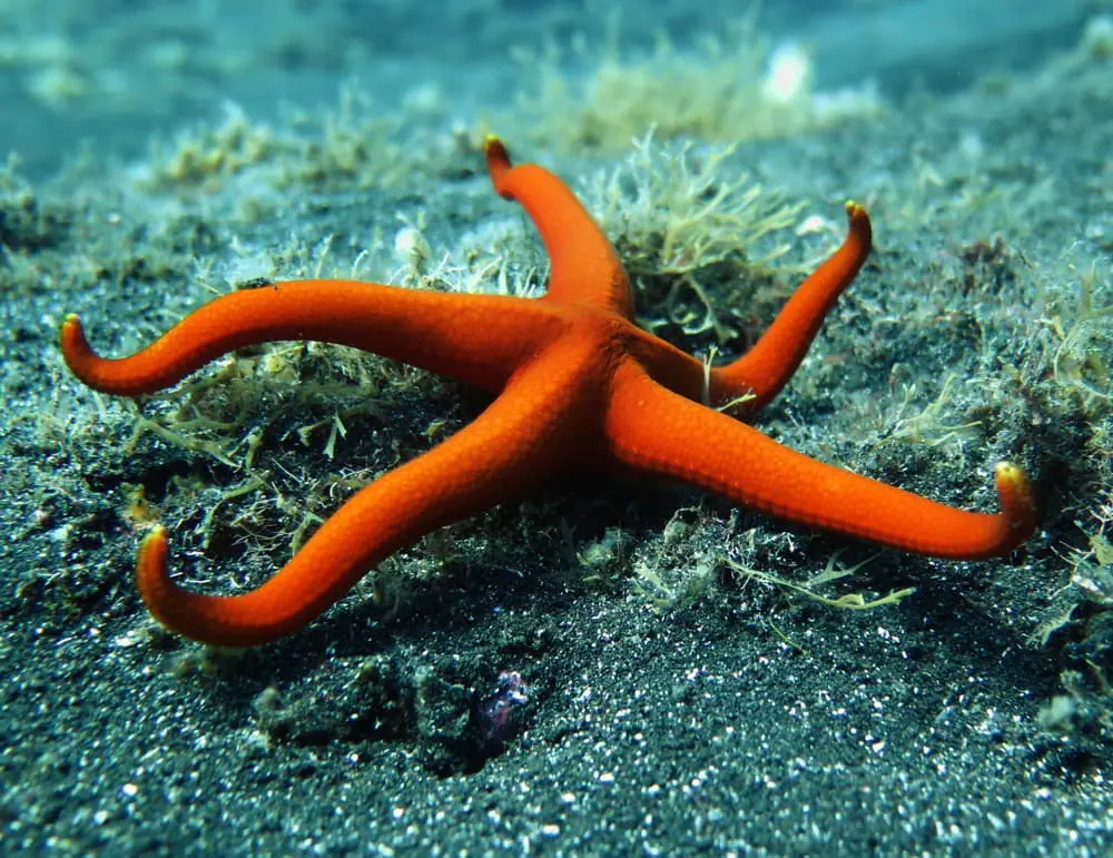 Kanarischer Seestern - Narcissia canariensis web