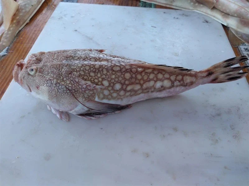 Lancer stargazer, , Kathetostoma albigutta