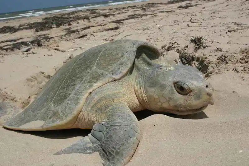 Kemps-ridley-sea-turtle-Lepidochelys-kempii-Scuba-Diving-Canary-Islands-Canaries-Atlantic-Ocean-Tenerife-Gran-Canaria-Fuerteventura