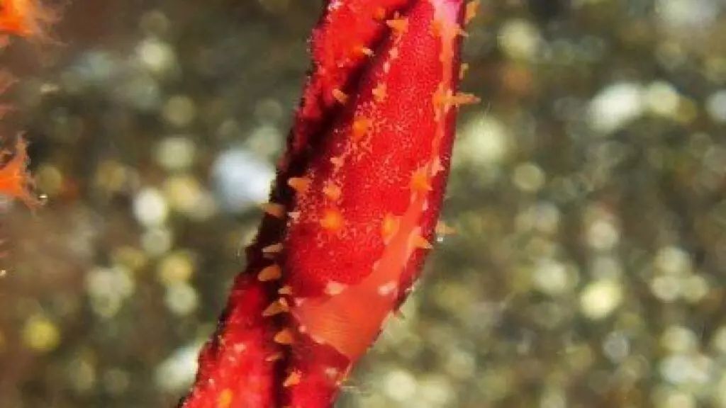 Keys-Simnia-Mediterranean-Ovulid-Simnia-spelt-Neosimnia-spelta-snail-slug-gastropoda-diving-canary-islands-atlantic-ocean