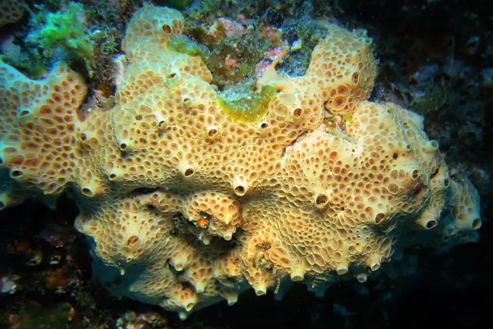 Kraterschwamm - Hemimycale columella