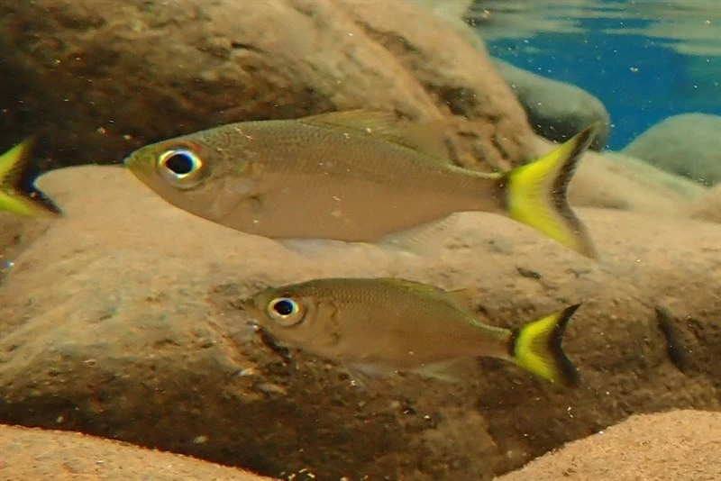 Silver flagtail, Silver Flagtail, Kuhlia munda