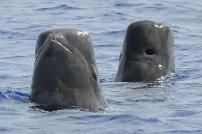 Kurzflossen-Indischer-Grindwal-Globicephala-macrorhynchus-Kanaren-Kanarische-Inseln-Teneriffa-Walarten-Gran-Canaria-Fuerteventura-wale-Lanzarote-La-Palma-Gomera-El-Hierro