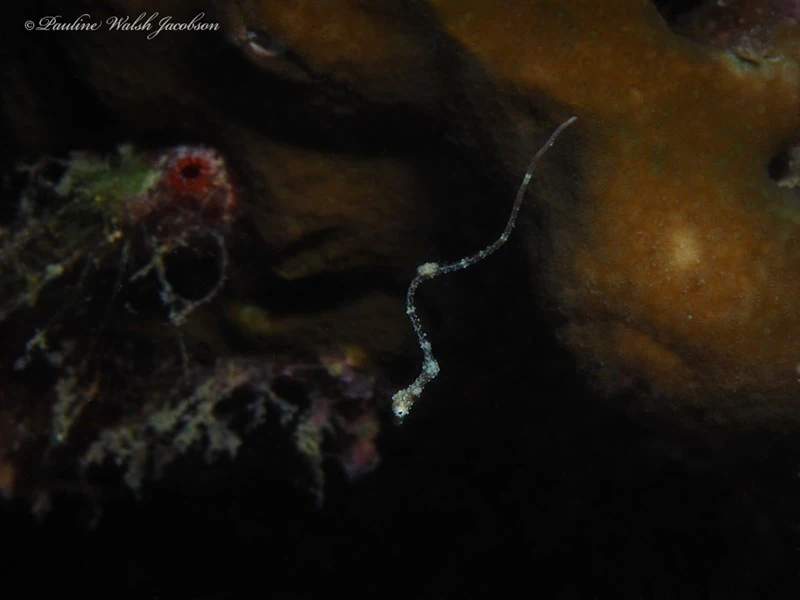 Thread pipefish, Lembeh Seadragon, Thread Pipefish, Rumengan's Pipehorse, Kyonemichthys rumengani