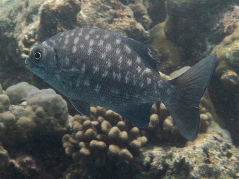 Blue sea chub, Ashen Drummer, Blue Chub, Blue Sea Chub, Highfin Chub, Highfin Chub, Highfin Rudderfish, High Fin Rudderfish, Long-finned Drummer, Rudderfish, Sea Chub, Snubnose Chub, Snubnose Drummer, Snubnose Rudderfish, Stone Bream, Topsail Chub, Topsail Chub, Topsail Drummer, Kyphosus cinerascens