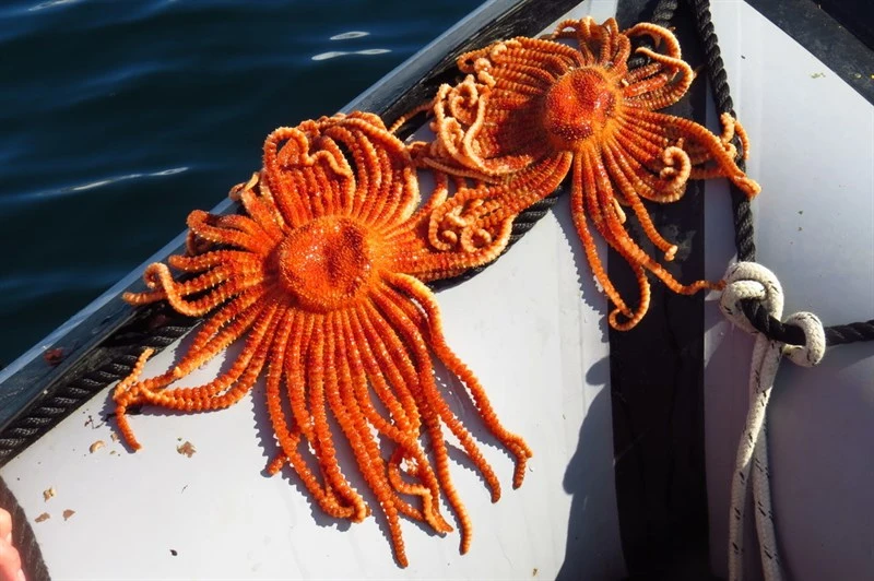 , Sunflower Star, Antarctic Sun Starfish - Labidiaster annulatus, Labidiaster annulatus