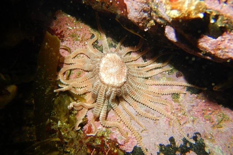 , Labidiaster radiosus, Labidiaster radiosus