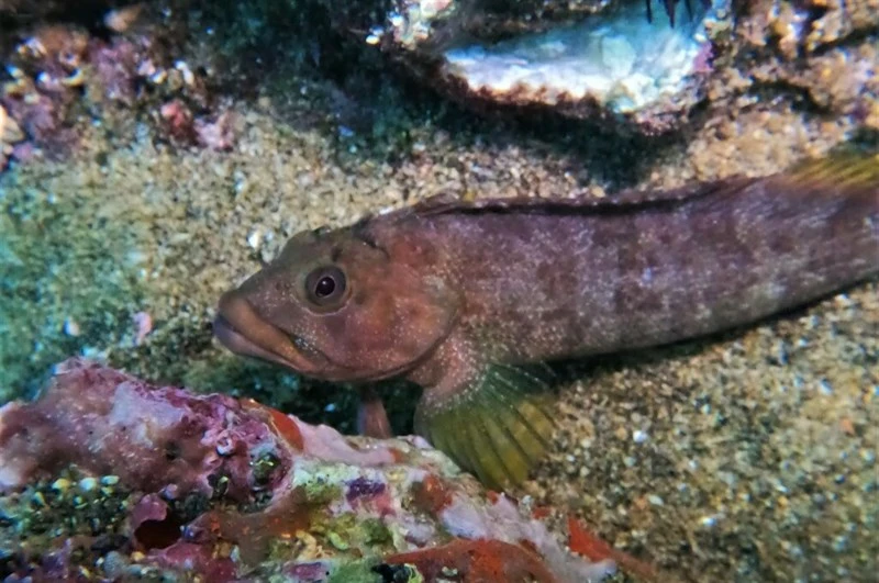 Porehead blenny, Labrisomus multiporosus, Labrisomus multiporosus