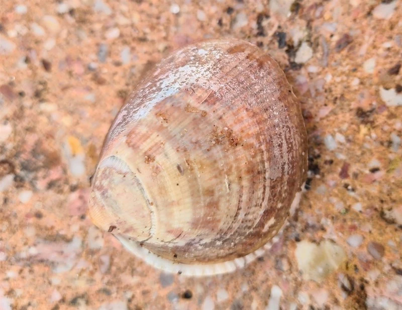 , Norway Cockle,Smooth Cockle, Laevicardium crassum
