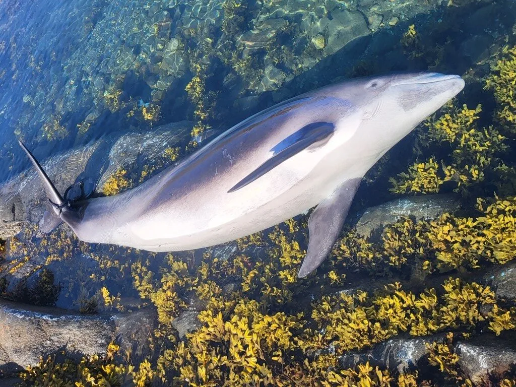 , Lagenorhynchus albirostris, Lagenorhynchus albirostris