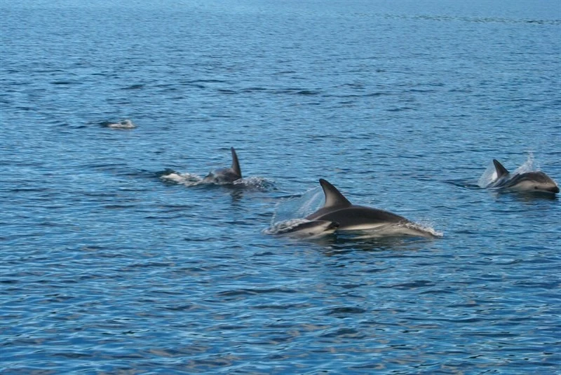 , Lagenorhynchus obscurus, Lagenorhynchus obscurus