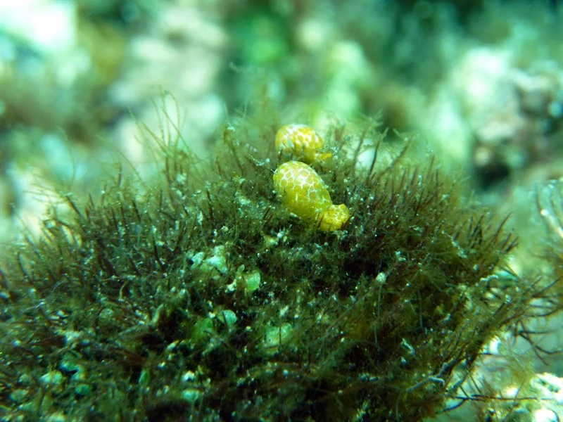 , Evelina's Bubble Snail, Lamprohaminoea evelinae