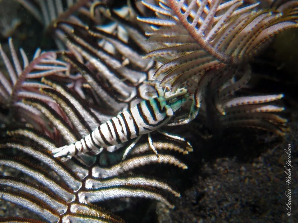 , Ambon Crinoid Shrimp, Laomenes amboinensis