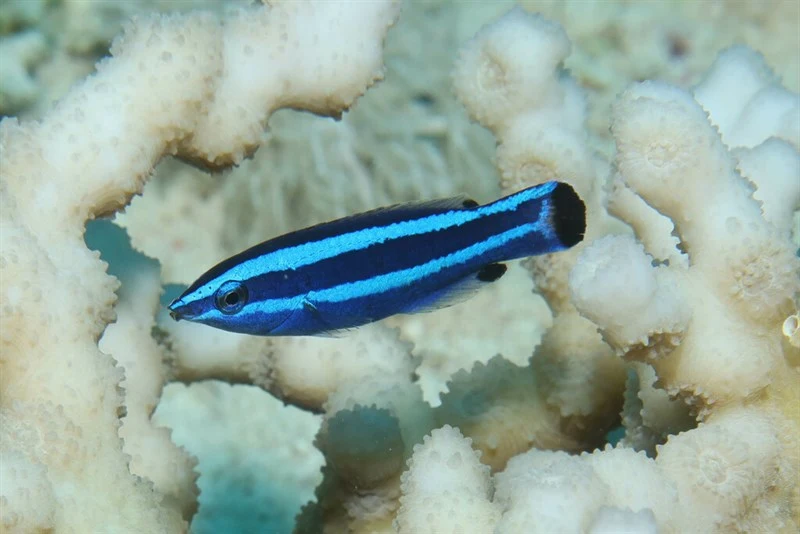 Fourline wrasse, Fourline Wrasse, Larabicus quadrilineatus