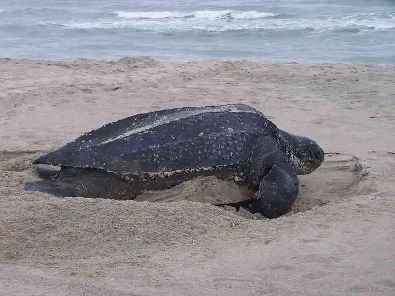 Leatherback-sea-turtle-Dermochelys-coriacea-scuba-diving-canary-islands-tenerife-gran-canaria-fuerteventura-lanzarote-la-palma-gomera-el-hierro-atlantic-ocean