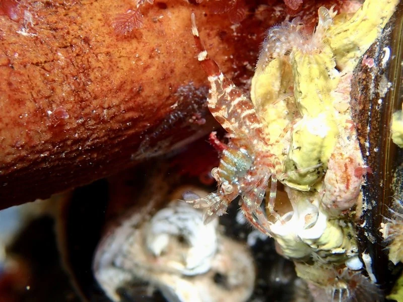 , Lebbeus microceros