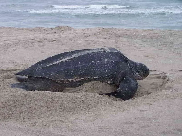 Lederschildkröte-Dermochelys-coriacea-tauchen-kanaren-kanarische-inseln-atlantik-Ozean-Mittelmeer
