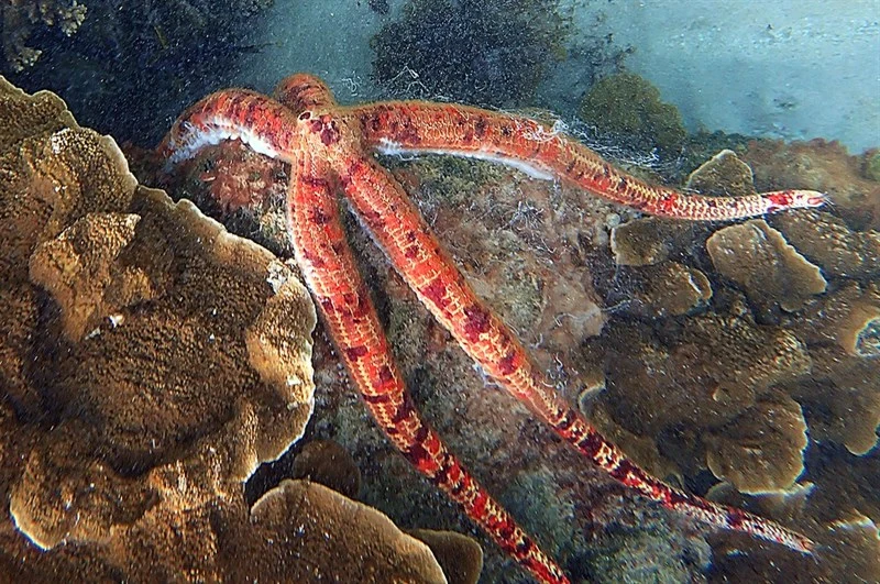 , Leach's Sea Star, Leiaster leachi