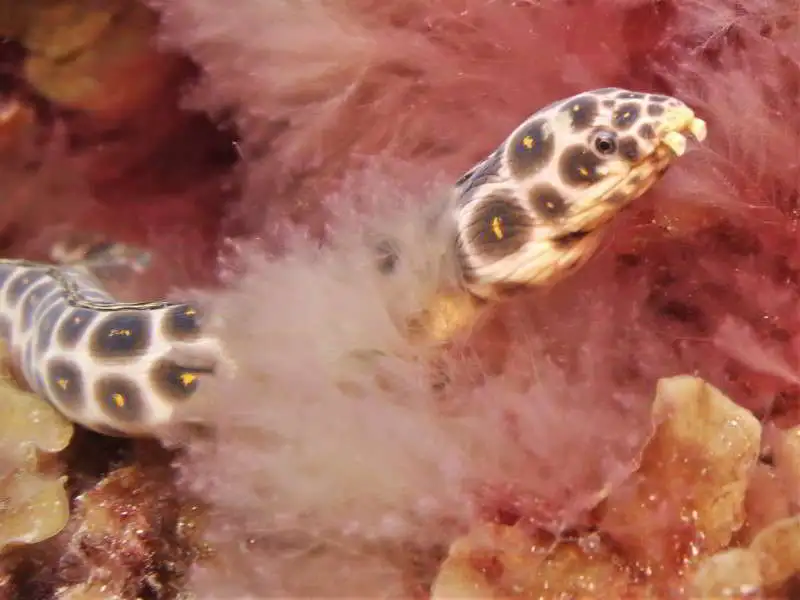 Leopard-Eel-Myrichthys-pardalis-image-species-anguilliformes-eel-scuba-diving-canary-islands