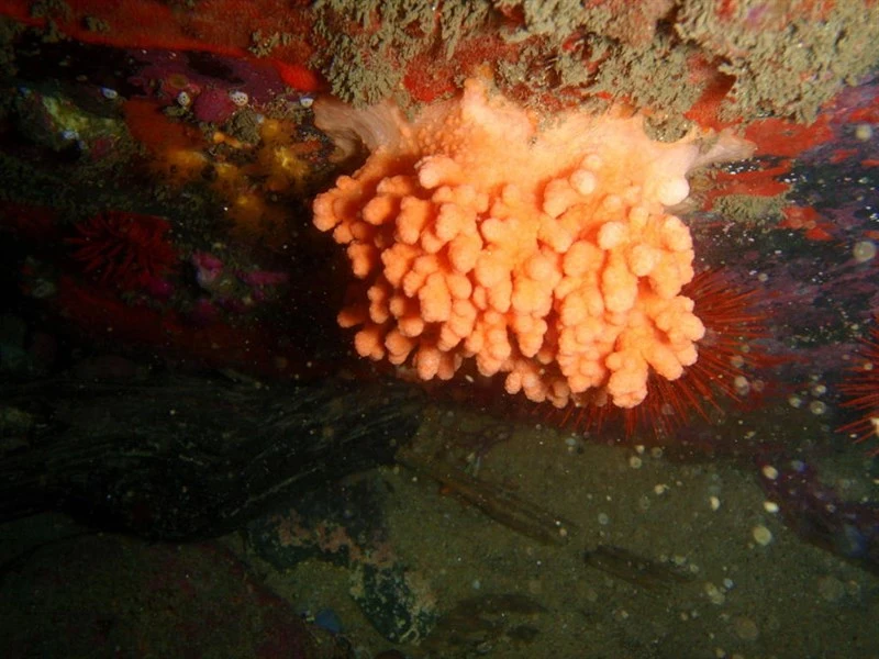 , Soft Coral, Leptophyton fustis