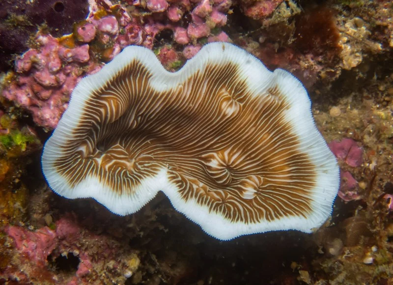 , Stony Coral, Leptoseris explanata