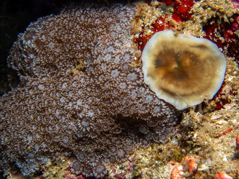 , Leptoseris Fragilis, Leptoseris fragilis