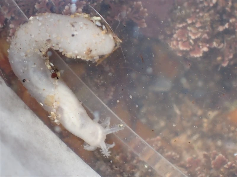 , Leptosynapta dolabrifera