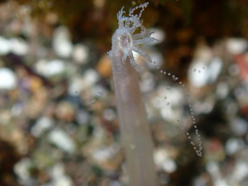 , Leptosynapta inhaerens, Leptosynapta inhaerens