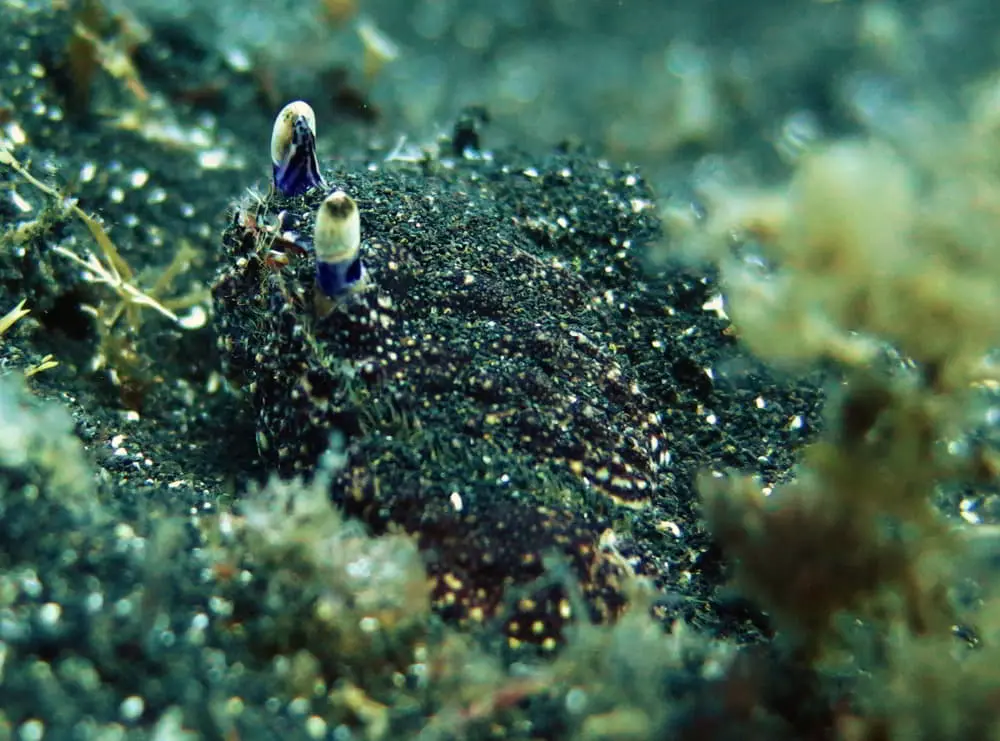 Lesser-Spotted Shame-Faced Crab - Cryptosoma cristatum