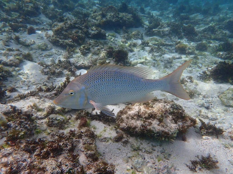 Spangled emperor, Spangled Emperor - Lethrinus nebulosus, Lethrinus nebulosus