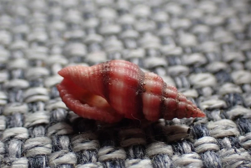 , Lienardia rubida, Lienardia rubida