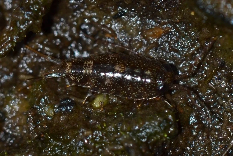 , Ligia kamehameha, Ligia kamehameha