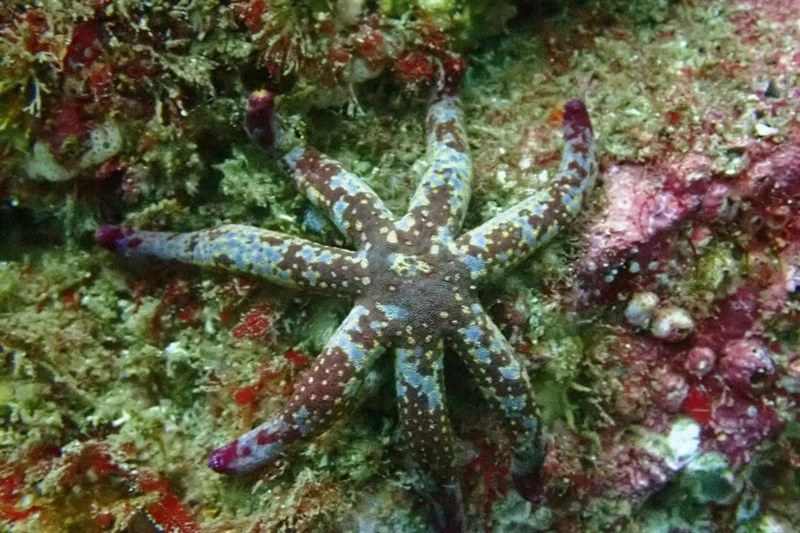 , Fragile Star, Pacific Comet Sea Star, Variable Sea Star., Linckia columbiae