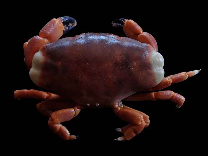 , Colorful Reef Crab, Liomera cinctimanus
