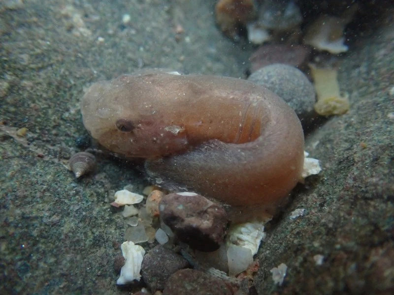 Atlantic seasnail, Liparis atlanticus, Liparis atlanticus