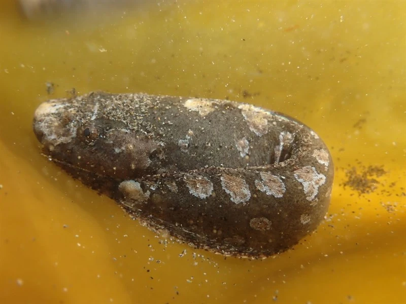 Ribbon snailfish, Liparis cyclopus, Liparis cyclopus