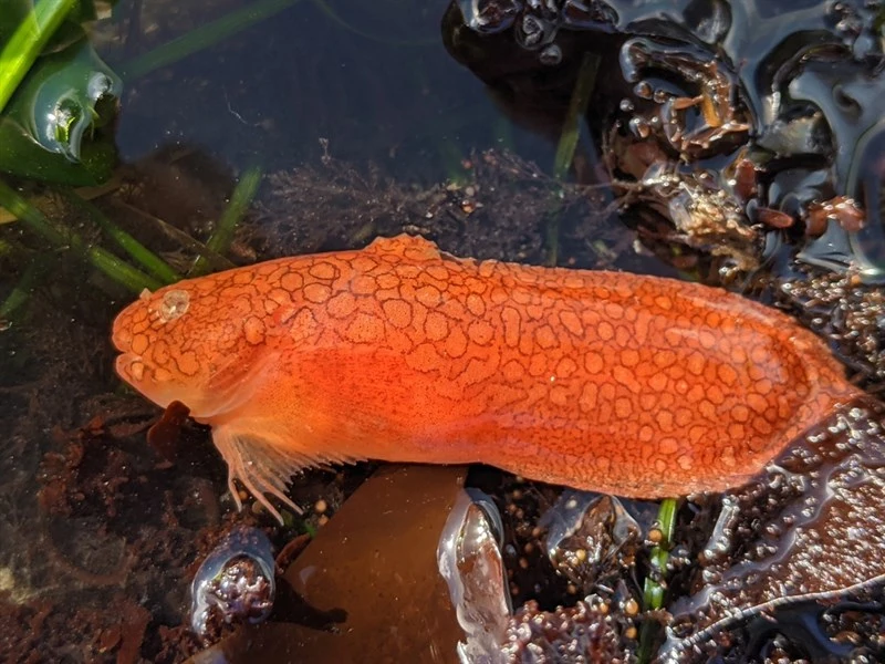 Slimy snailfish, Liparis mucosus, Liparis mucosus