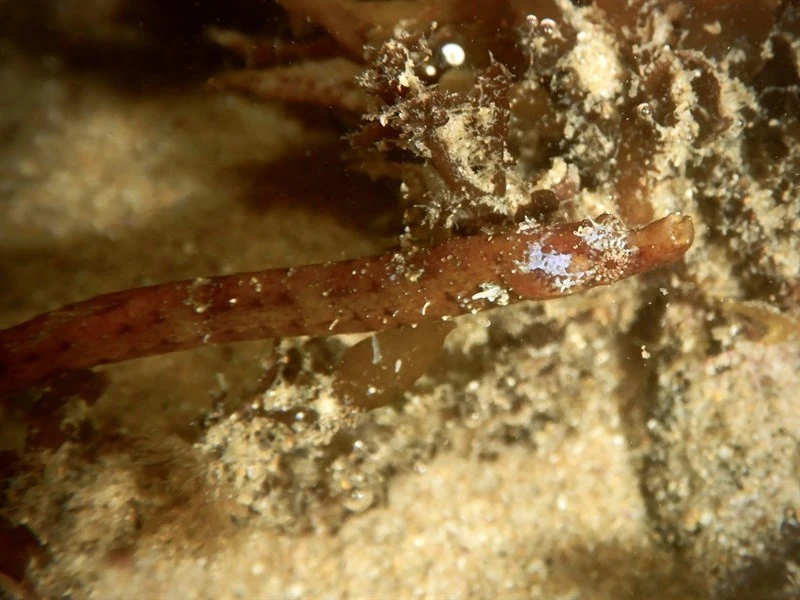 Javelin pipefish, Javelin Pipefish, Lissocampus runa