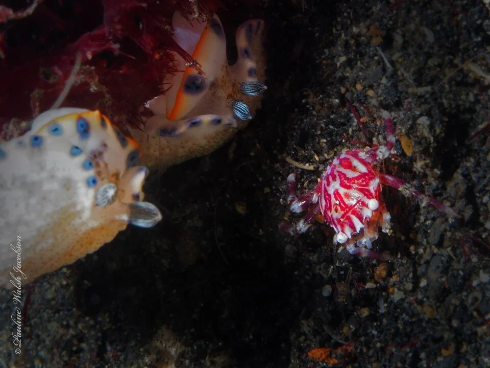 , Soft Coral Porcelain Crab, Lissoporcellana nakasonei