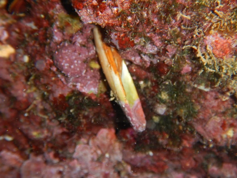 , Date Mussel,date Shell - Lithophaga lithophaga, Lithophaga lithophaga