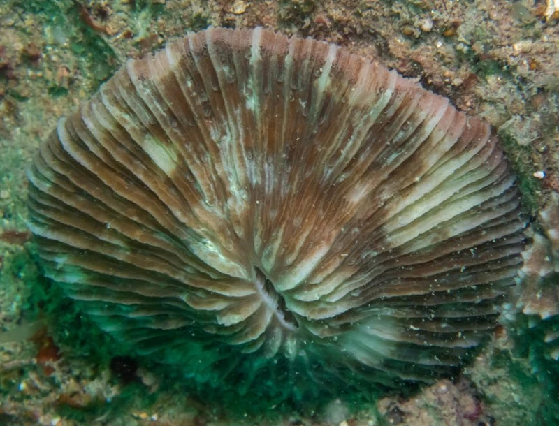 , Mushroom Coral, Lithophyllon concinna