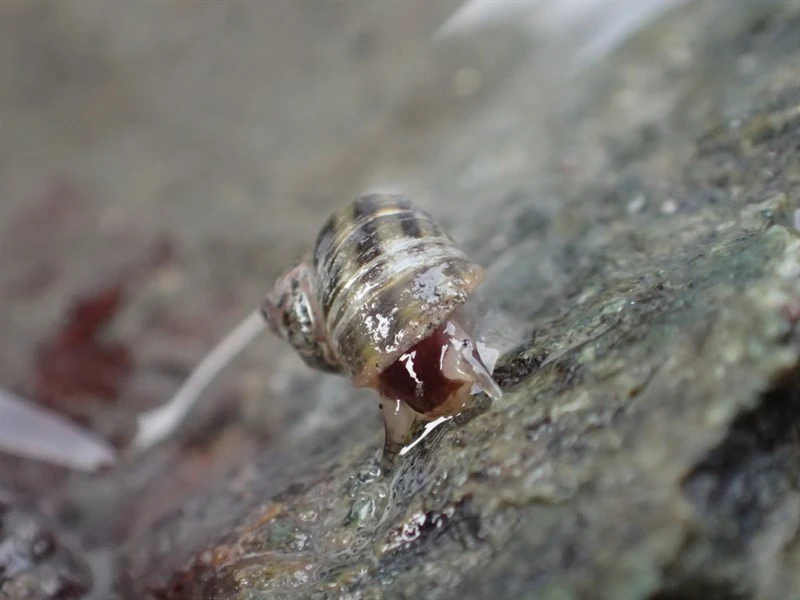 , Littorina subrotundata, Littorina subrotundata