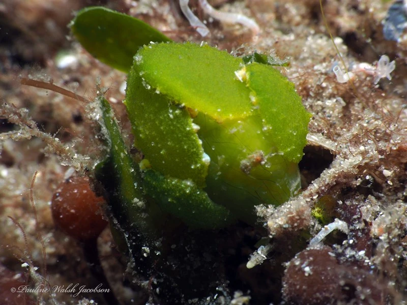 , Lined-Shell Sapsucking Slug, Lobiger souverbii