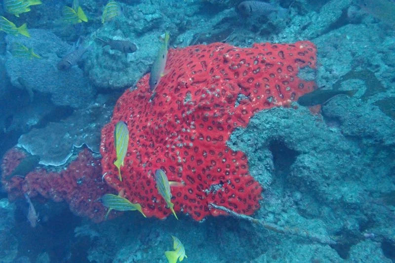 , Stony Coral, Lobophyllia rowleyensis