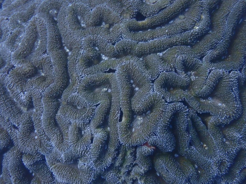 , Lobed Cactus Coral - Lobophyllia serrata, Lobophyllia serrata
